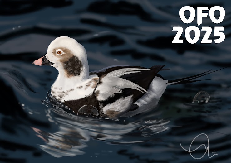 Photo of a long-tailed duck